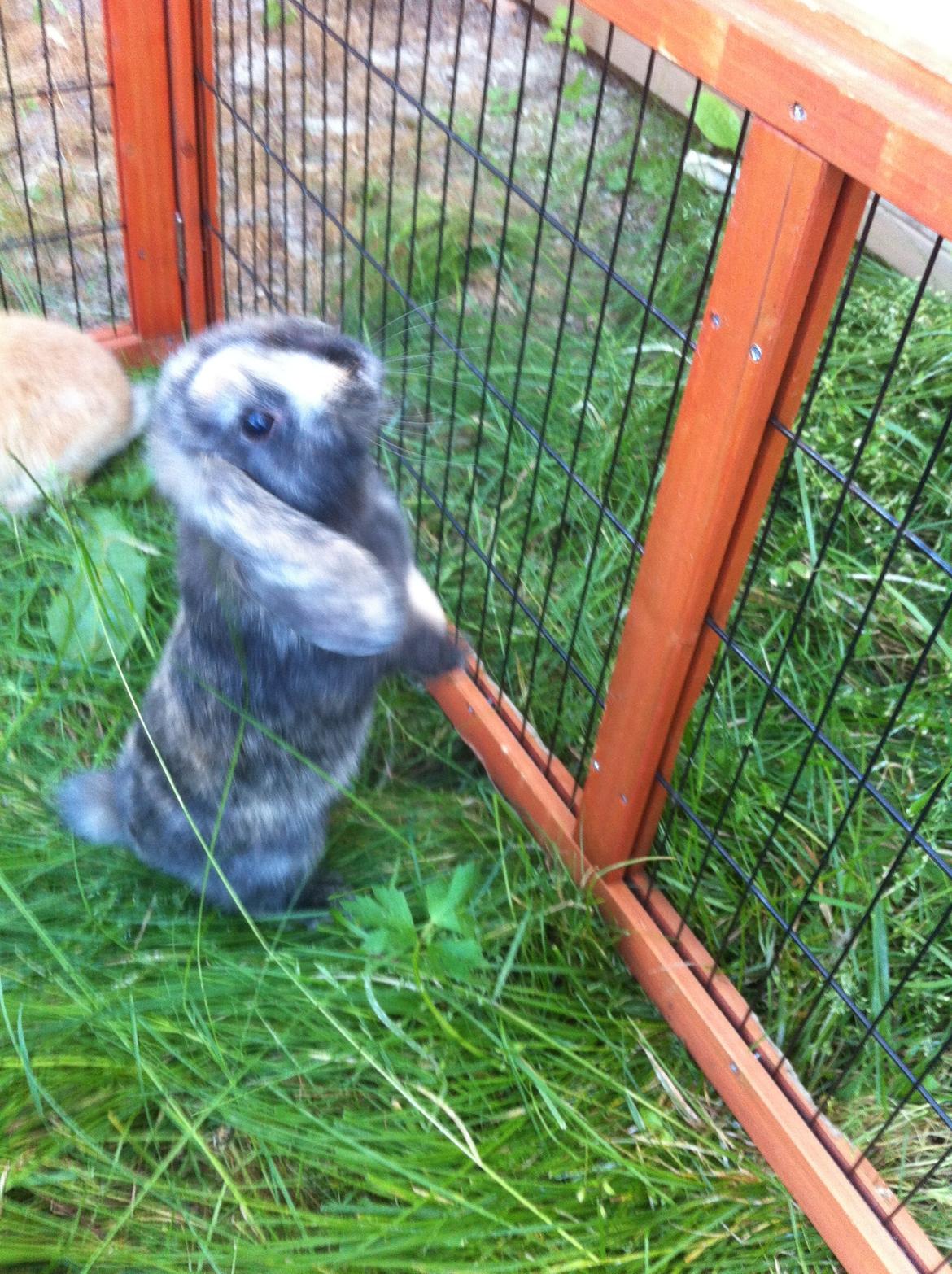 Kanin Musse billede 1