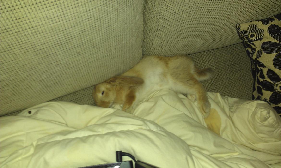 Kanin Albert billede 3