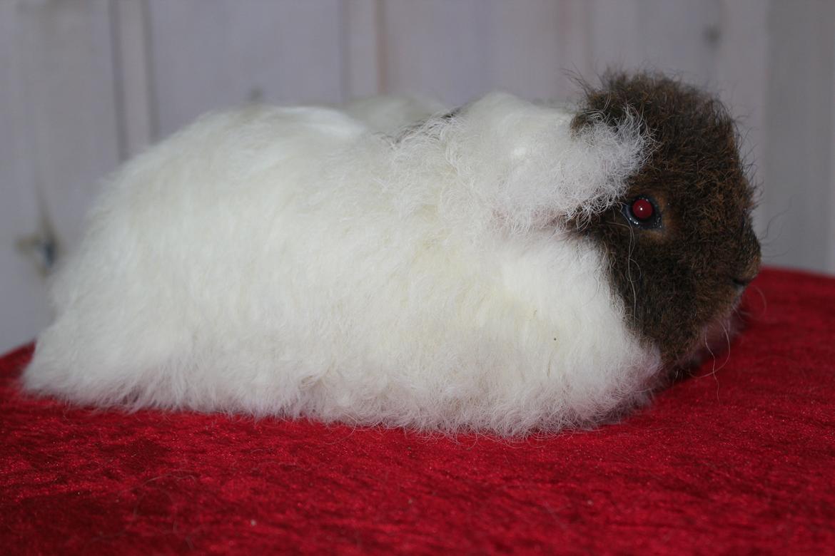 Marsvin See Ya billede 1