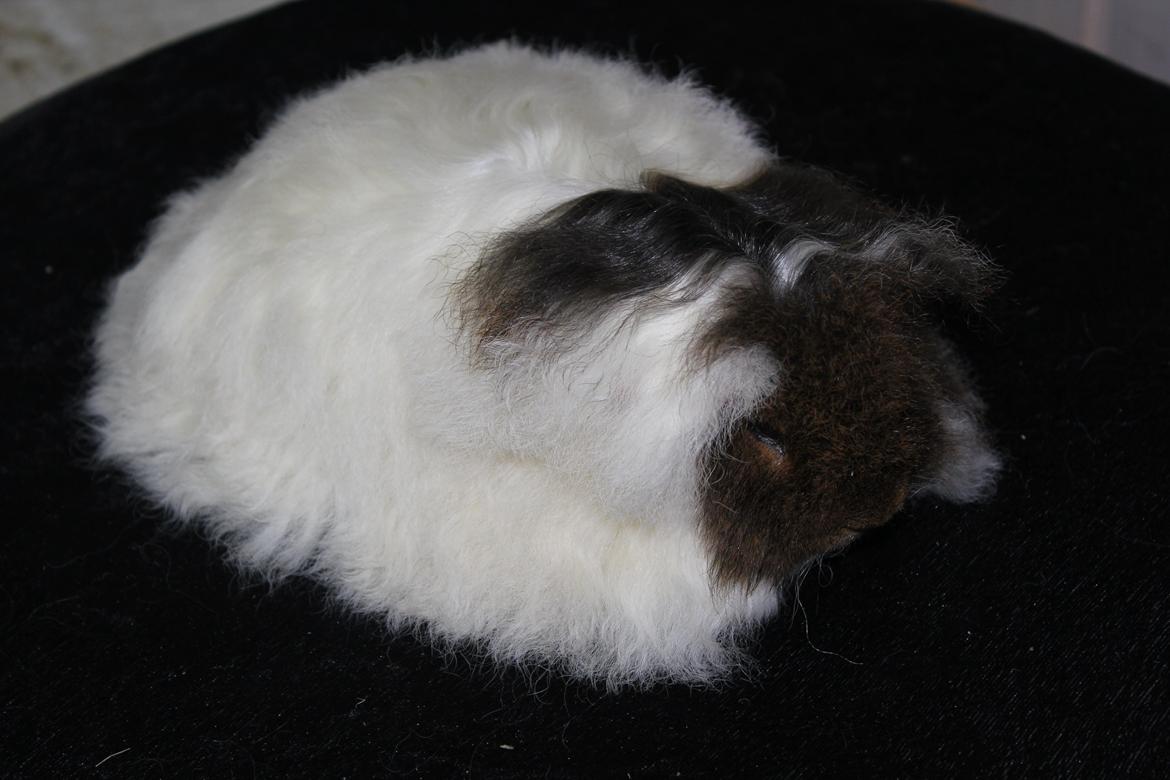 Marsvin See Ya billede 2