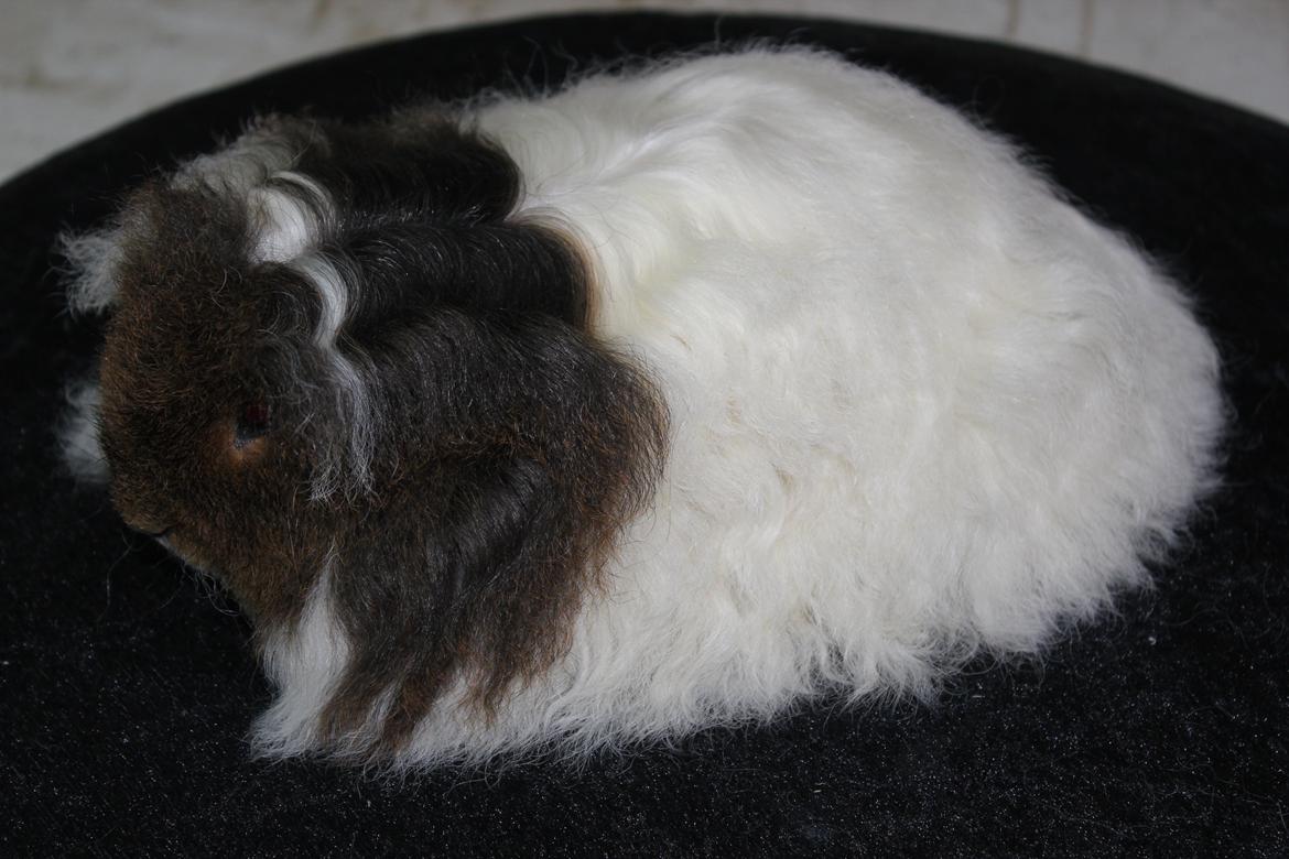 Marsvin See Ya billede 3