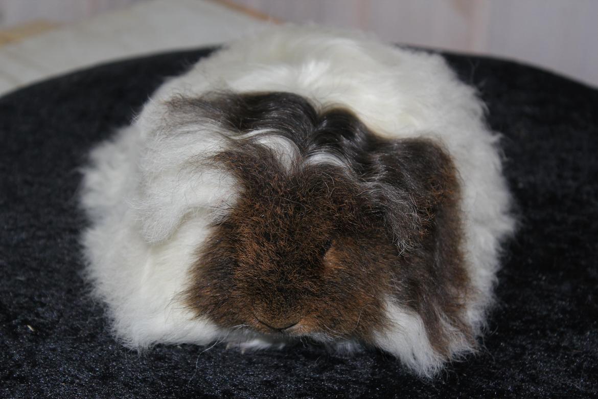 Marsvin See Ya billede 4