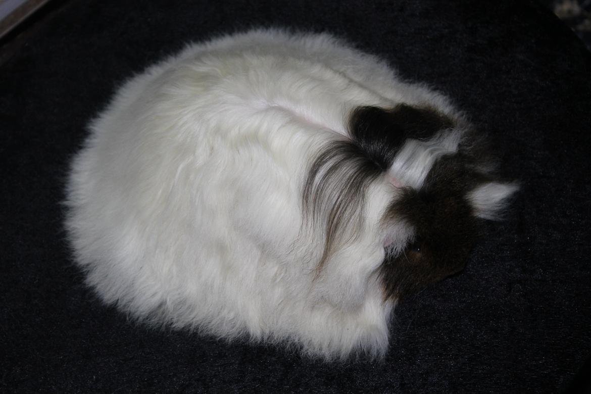 Marsvin See Ya billede 5