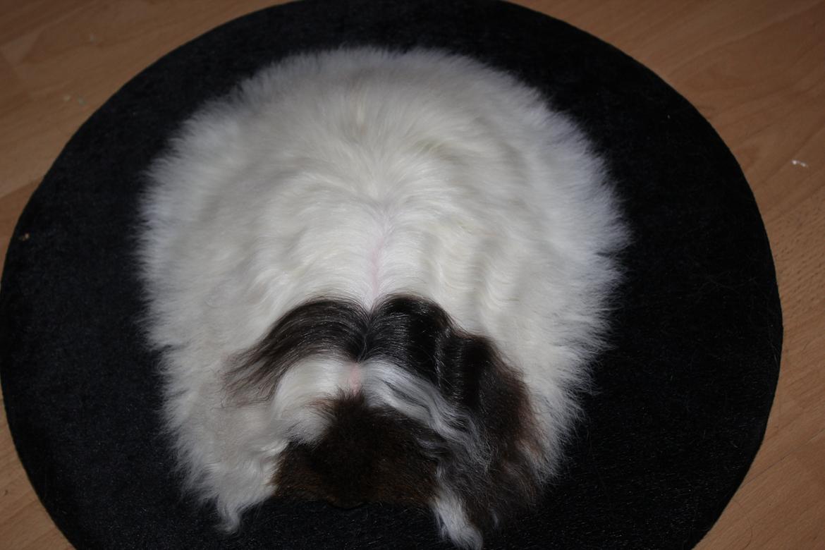 Marsvin See Ya billede 6