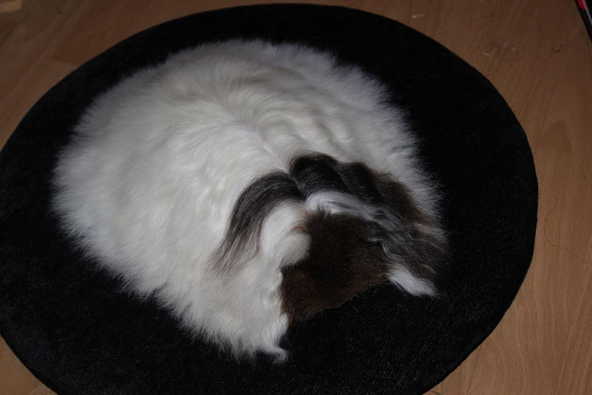 Marsvin See Ya billede 7