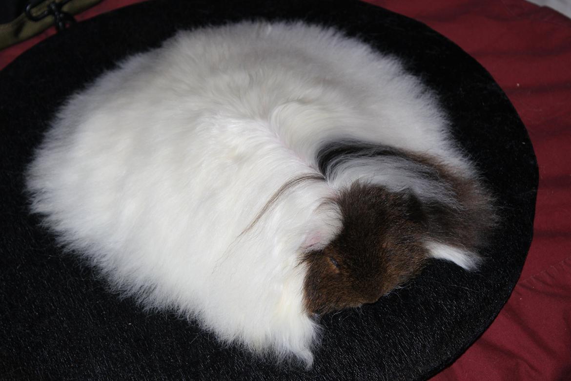 Marsvin See Ya billede 8