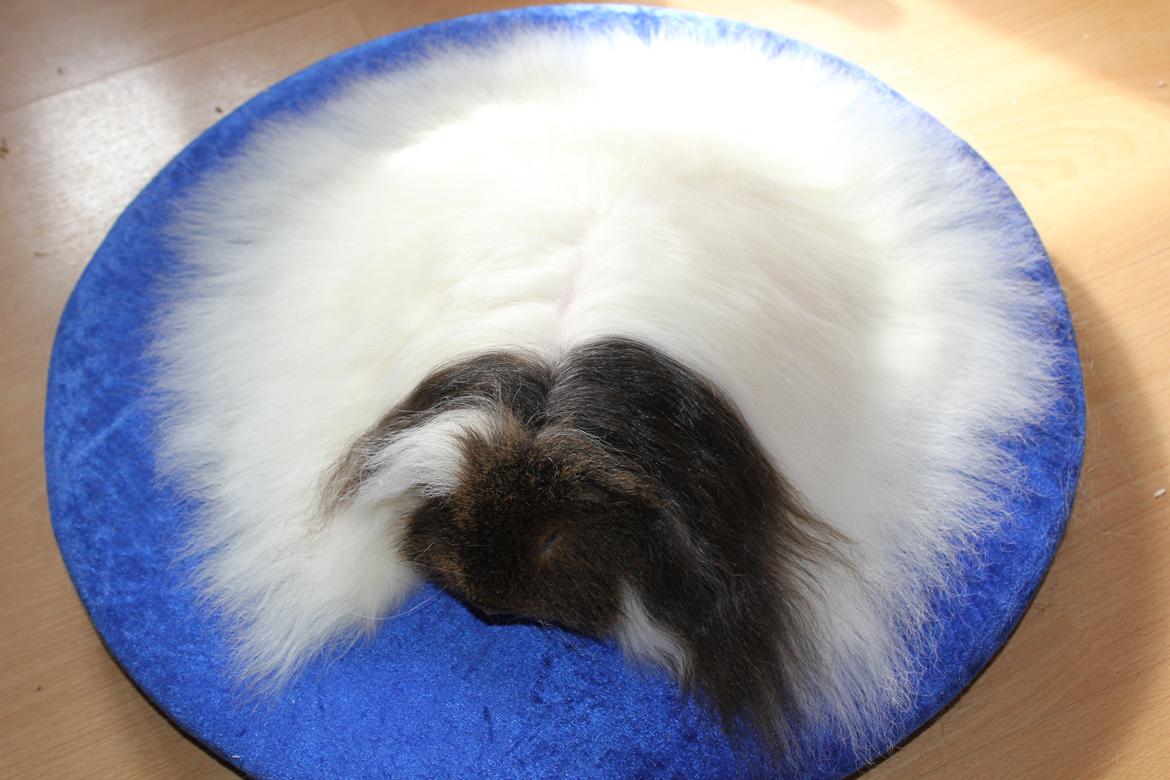 Marsvin See Ya billede 9