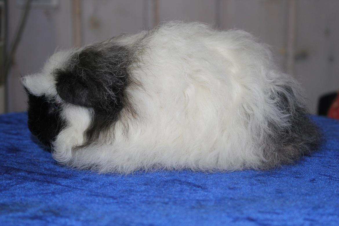 Marsvin Kalle billede 1