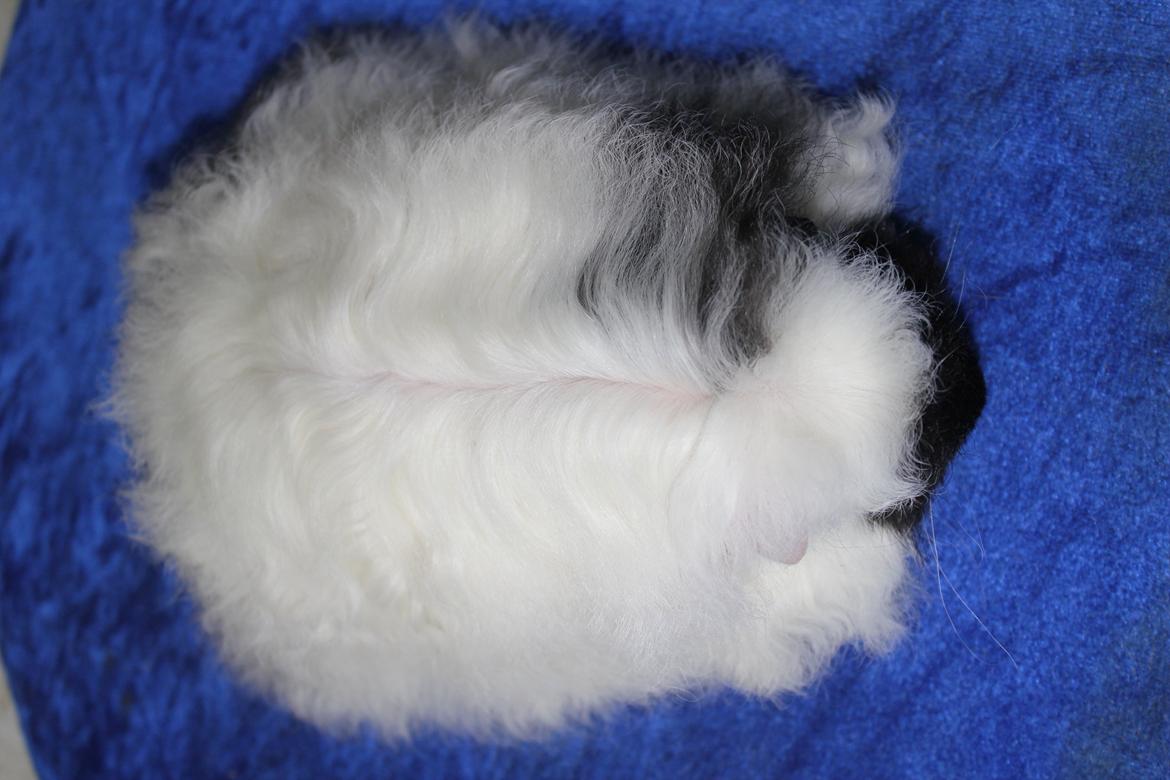 Marsvin Kalle billede 2