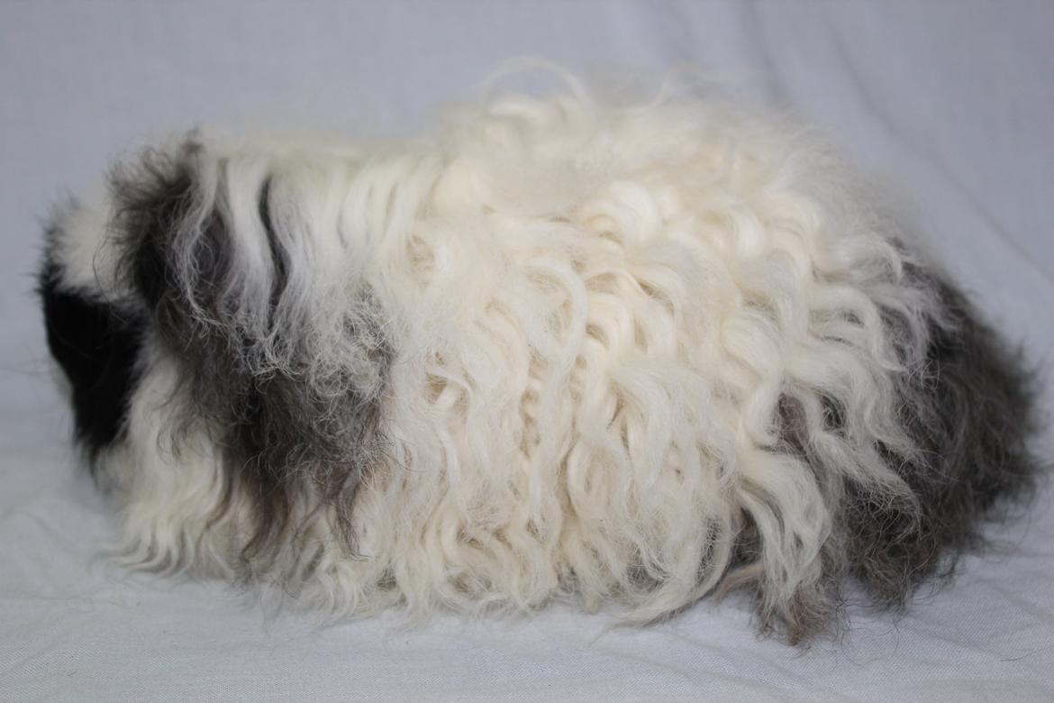 Marsvin Kalle billede 3