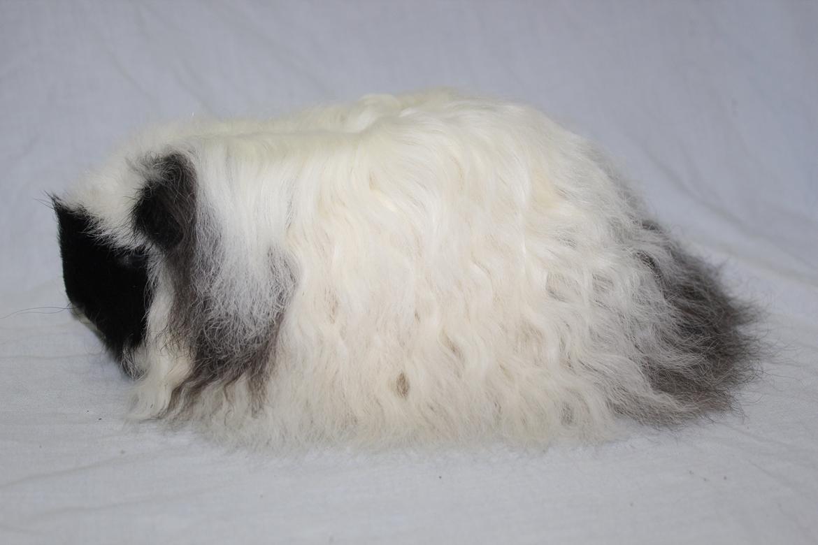 Marsvin Kalle billede 4