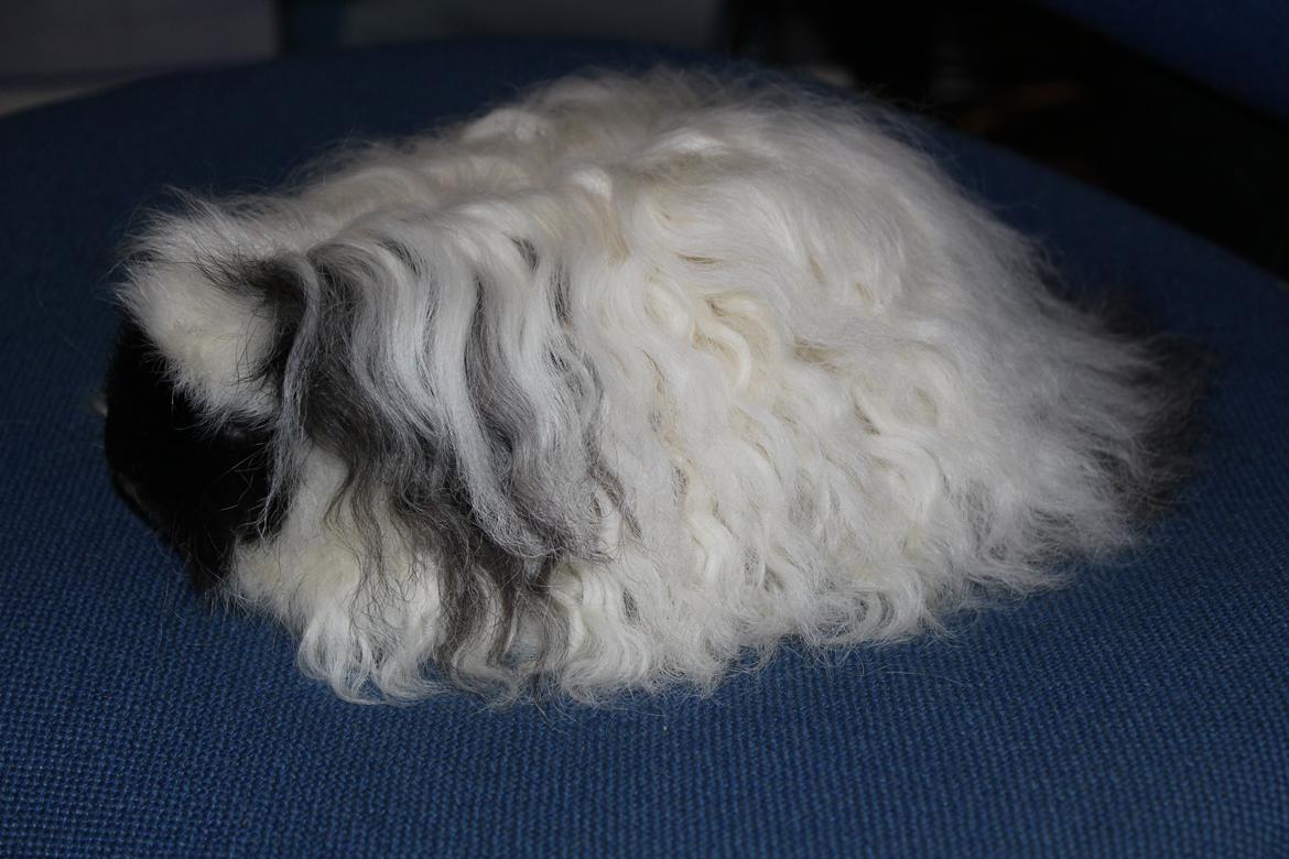 Marsvin Kalle billede 5