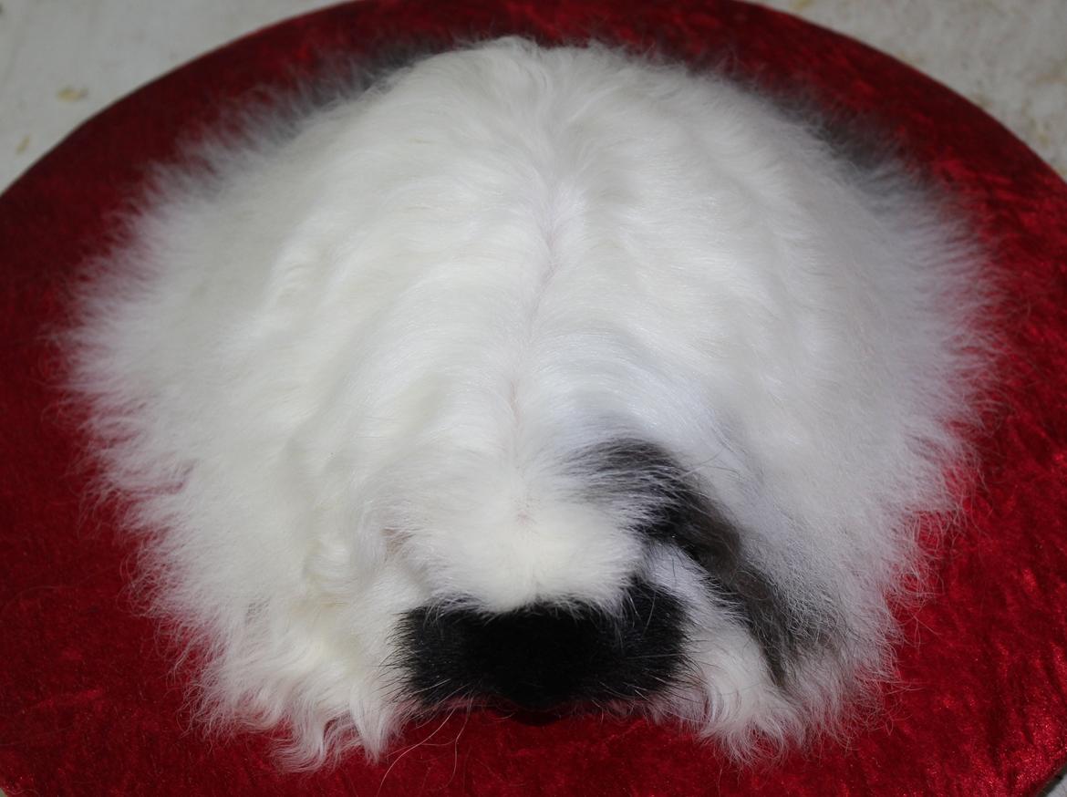 Marsvin Kalle billede 6