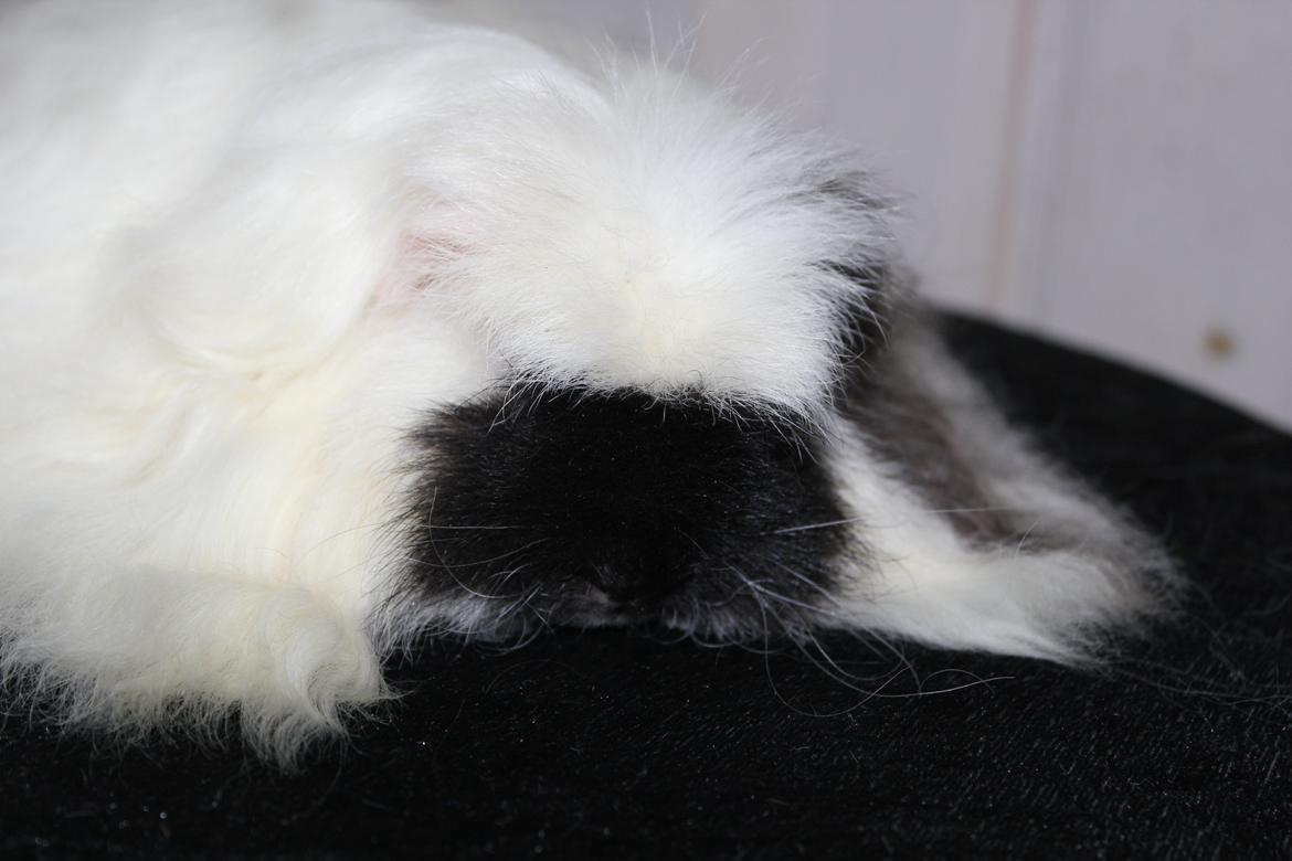 Marsvin Kalle billede 7