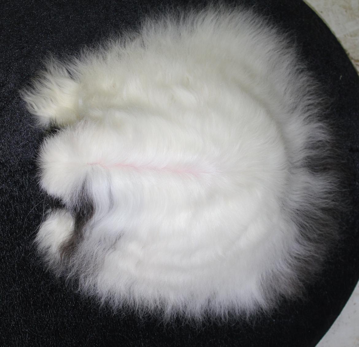 Marsvin Kalle billede 8