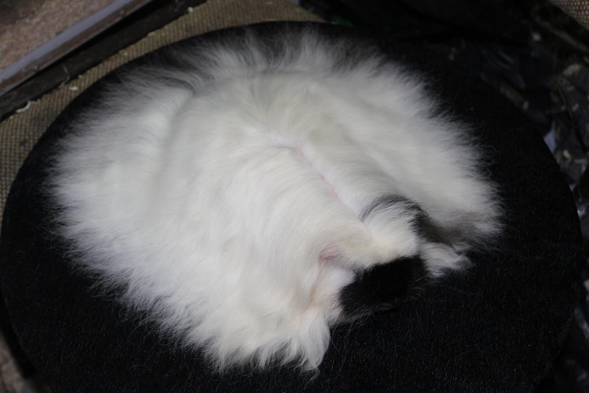 Marsvin Kalle billede 9