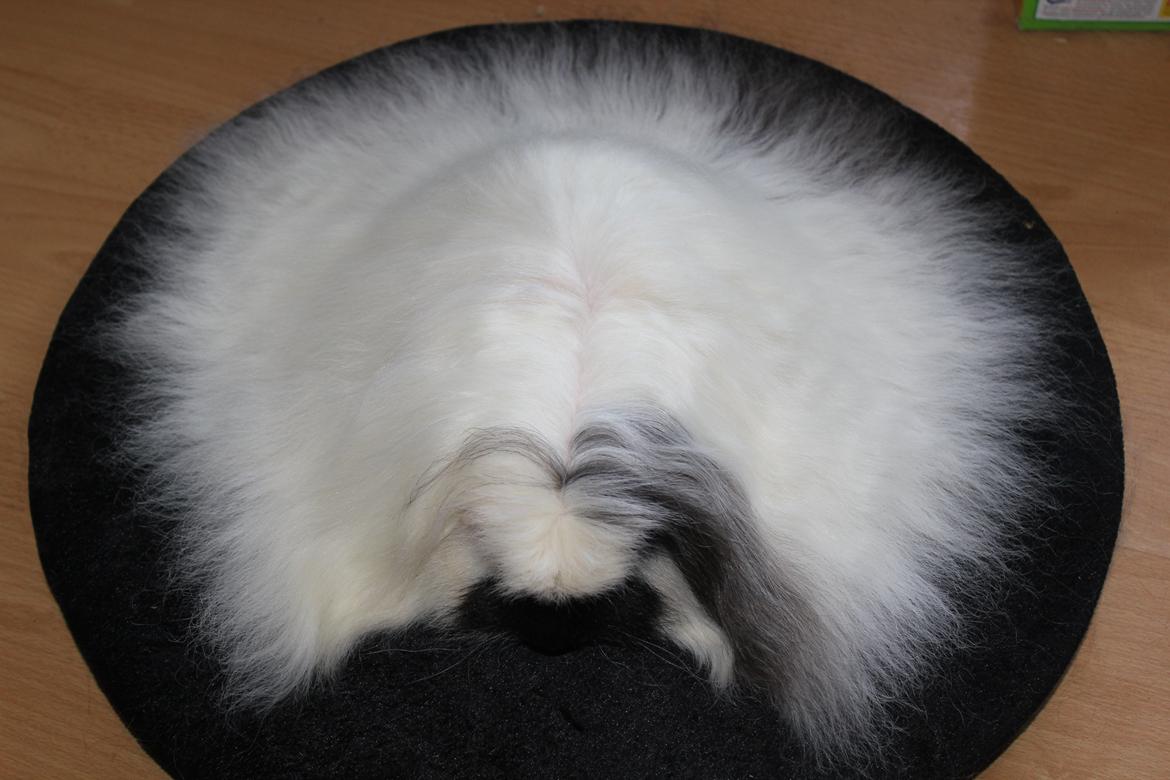 Marsvin Kalle billede 10