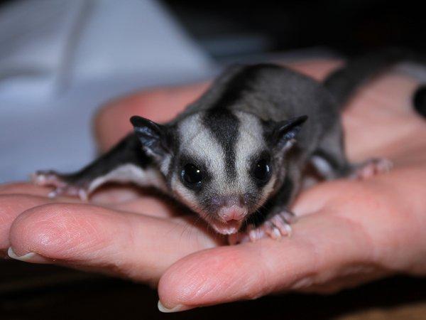 Sugar glider | Liam billede 14