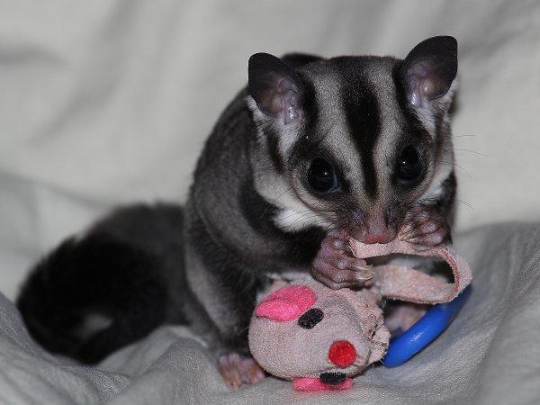 Sugar glider | Liam - Velkommen til Liam's side! billede 1