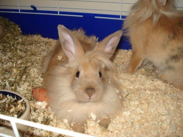 Kanin Dumle <3 billede 8