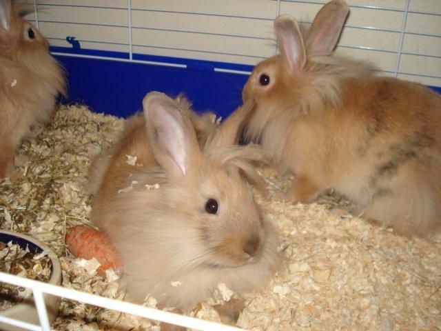 Kanin Dumle <3 billede 9