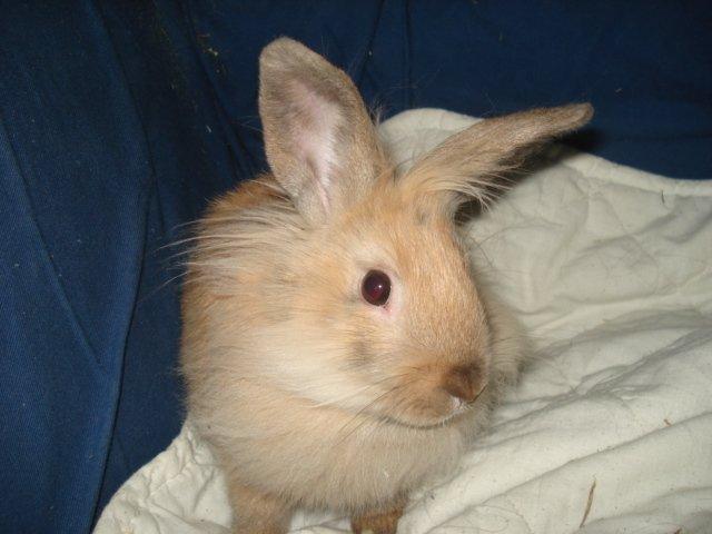 Kanin Dumle <3 billede 10