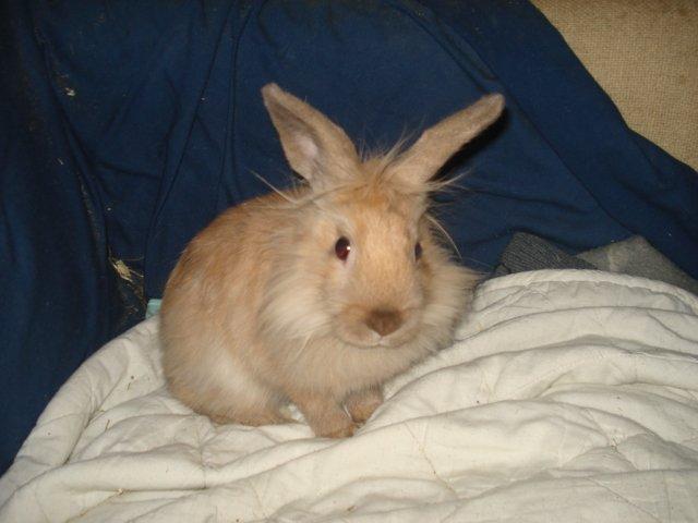 Kanin Dumle <3 billede 11