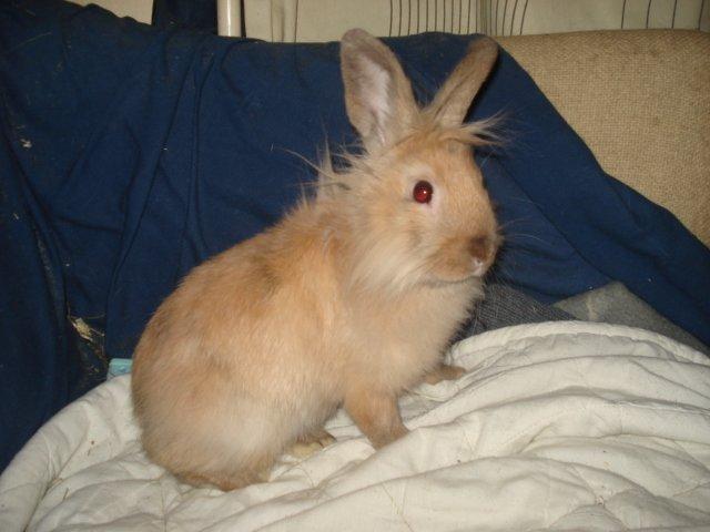 Kanin Dumle <3 billede 12