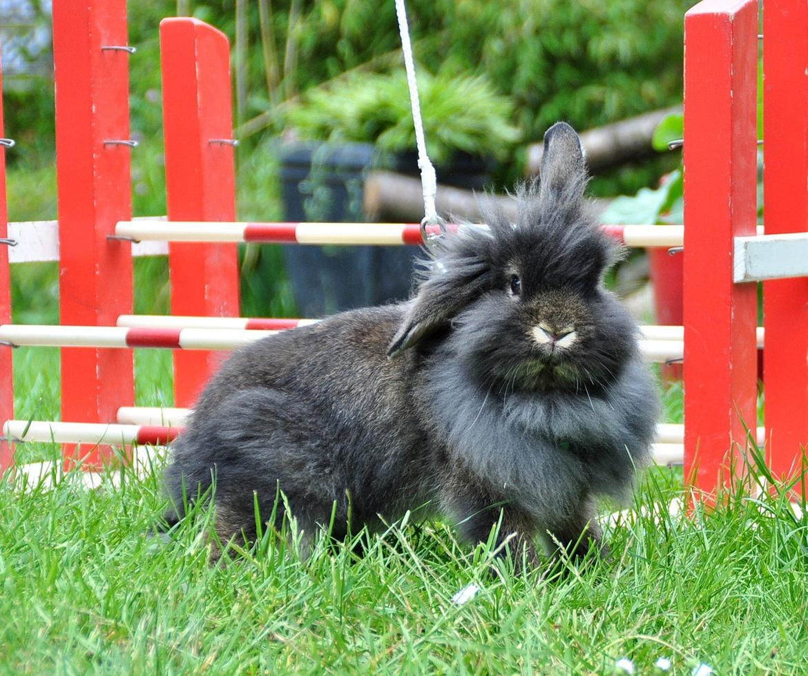 Kanin |Kaninbandens Donkey aka. Hippien - Foto: Schmatz Photography billede 2