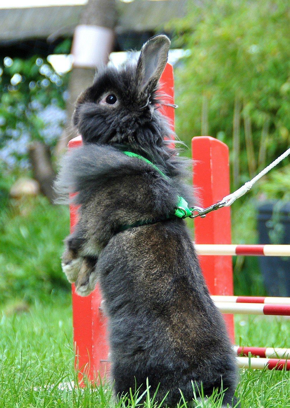 Kanin |Kaninbandens Donkey aka. Hippien - Foto: Schmatz Photography billede 3