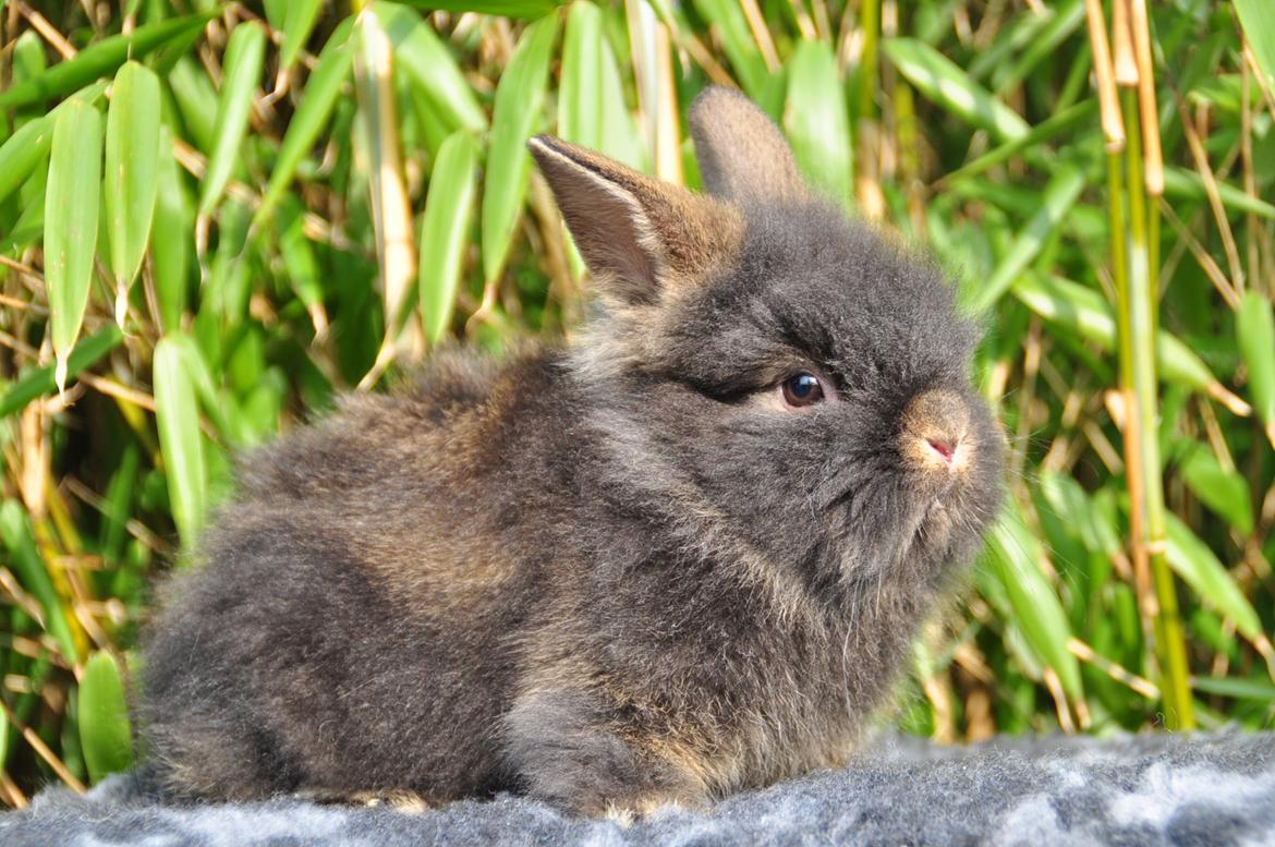 Kanin |Kaninbandens Donkey aka. Hippien - Foto: Schmatz Photography billede 4