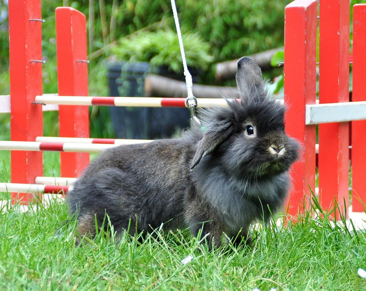 Kanin |Kaninbandens Donkey aka. Hippien - Foto: Schmatz Photography billede 5
