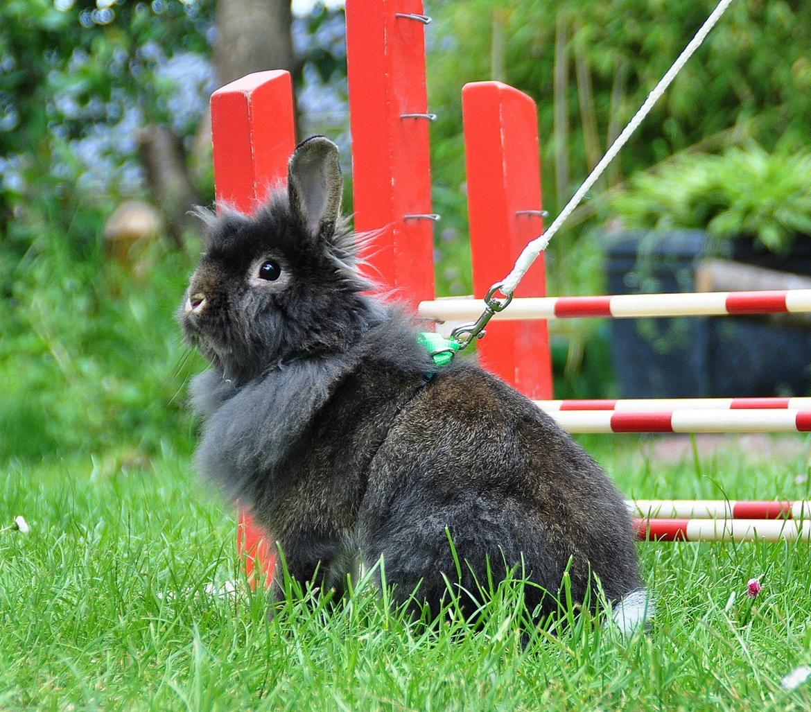 Kanin |Kaninbandens Donkey aka. Hippien - Foto: Schmatz Photography billede 7