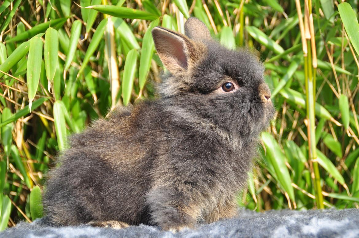 Kanin |Kaninbandens Donkey aka. Hippien - Foto: Schmatz Photography billede 8