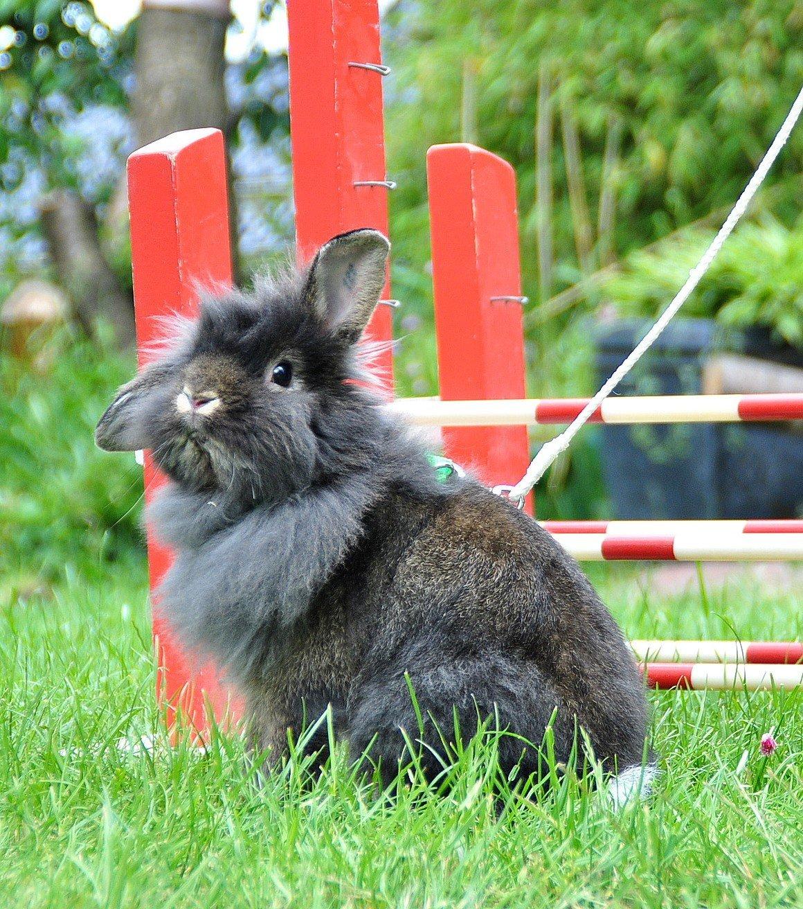 Kanin |Kaninbandens Donkey aka. Hippien - Foto: Schmatz Photography billede 9