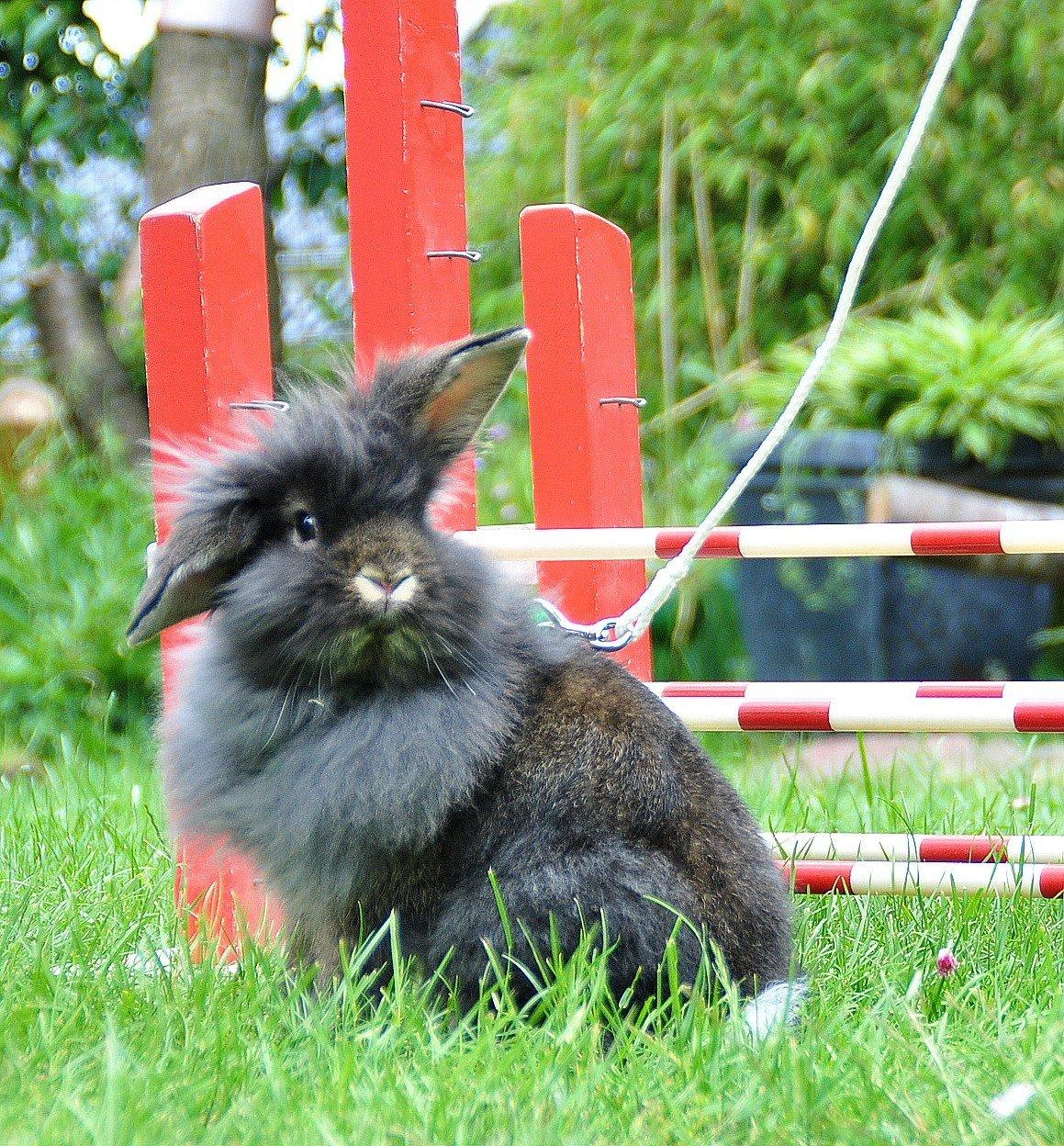 Kanin |Kaninbandens Donkey aka. Hippien - Foto: Schmatz Photography billede 12