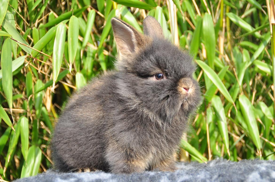 Kanin |Kaninbandens Donkey aka. Hippien - Foto: Schmatz Photography billede 13