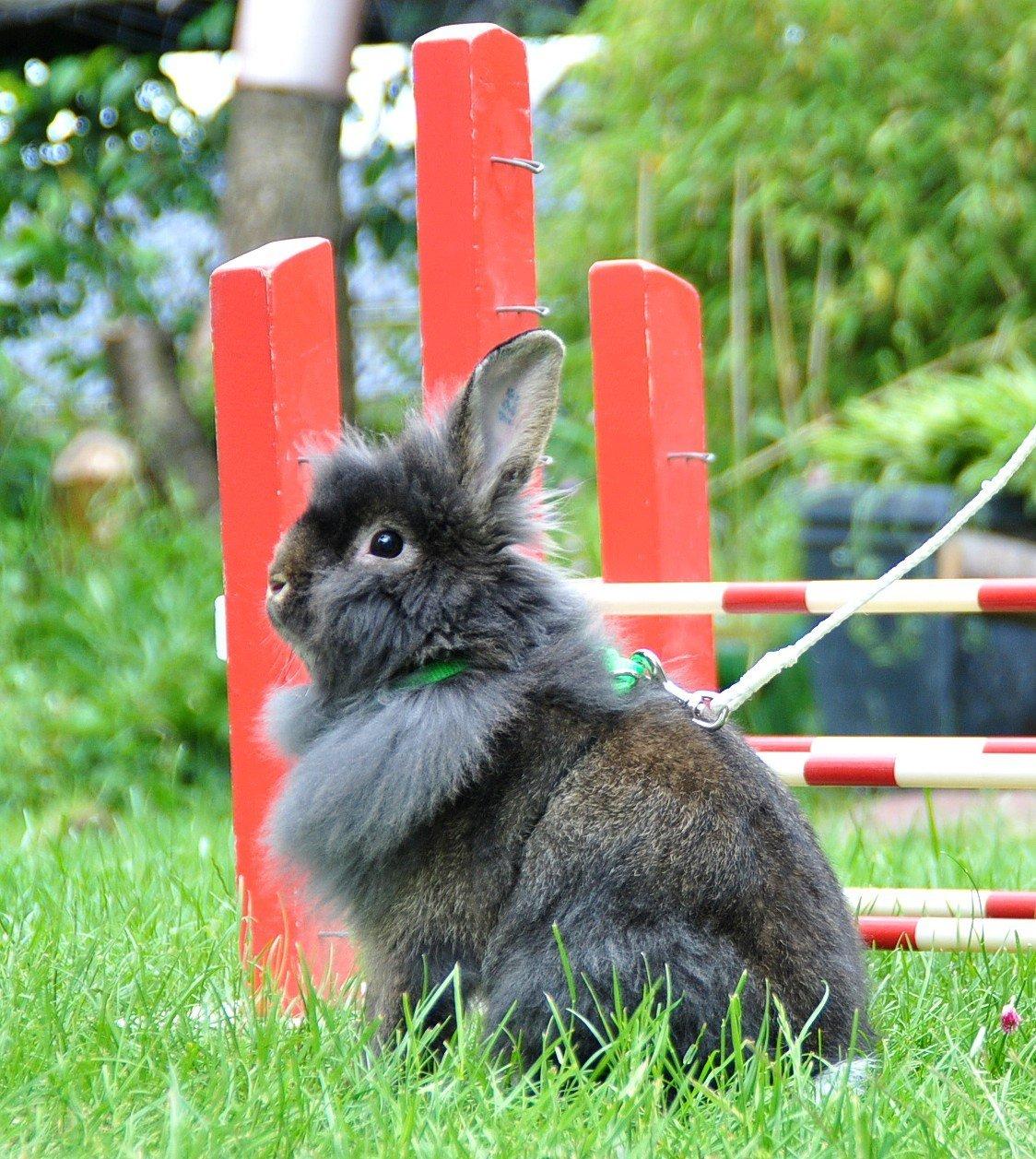 Kanin |Kaninbandens Donkey aka. Hippien - Foto: Schmatz Photography billede 14