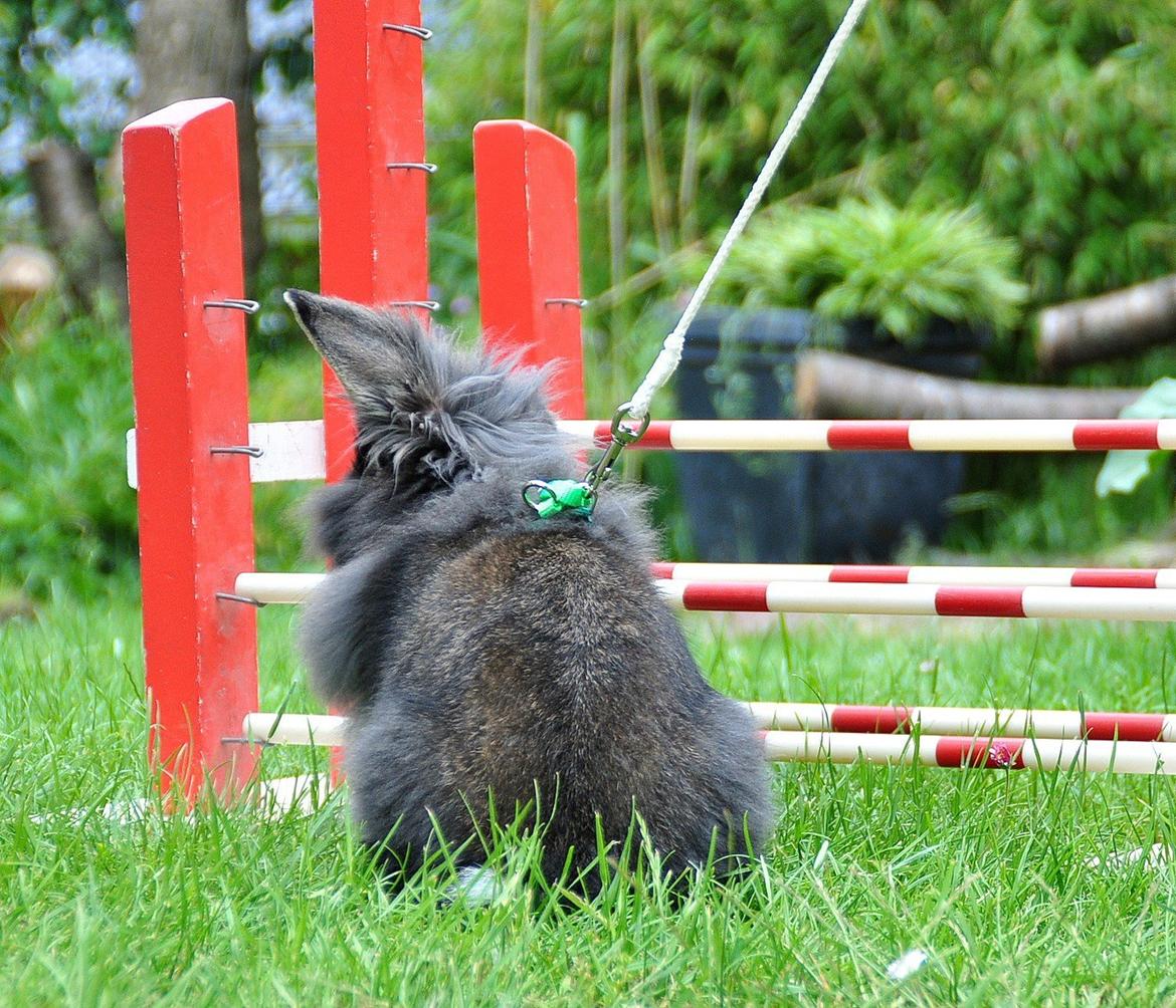Kanin |Kaninbandens Donkey aka. Hippien - Foto: Schmatz Photography billede 16