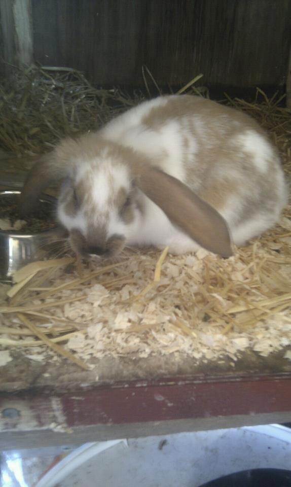 Kanin Thara<3<3<3 billede 4