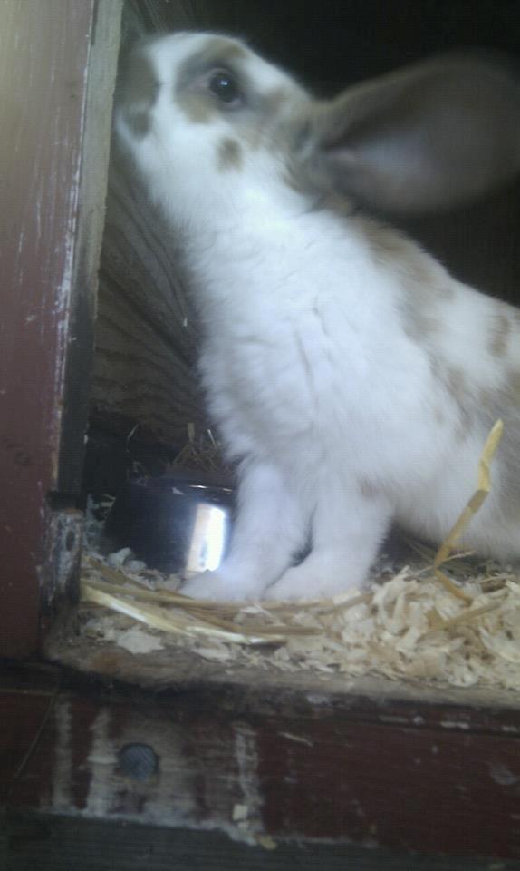 Kanin Thara<3<3<3 billede 5