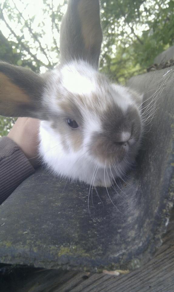 Kanin Thara<3<3<3 billede 7