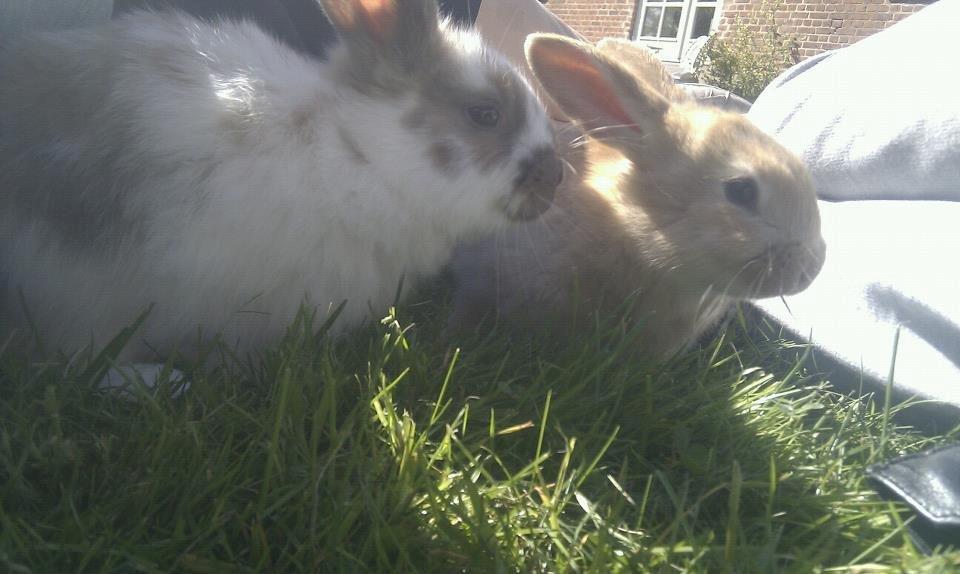 Kanin Thara<3<3<3 billede 8