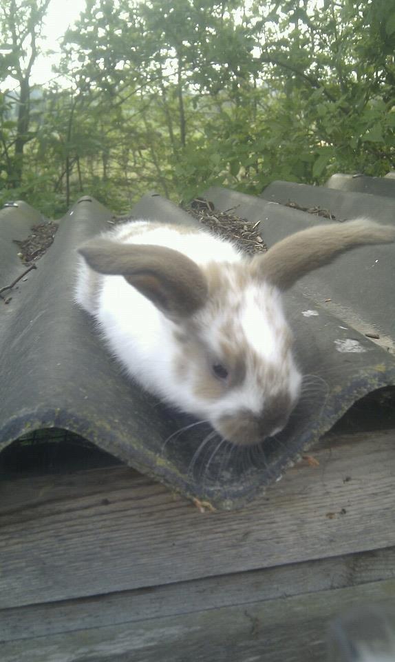 Kanin Thara<3<3<3 billede 9