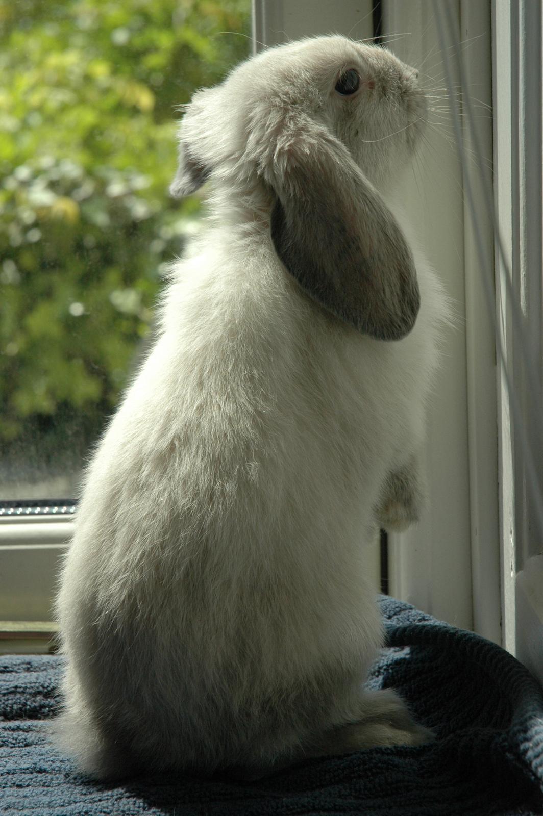 Kanin Fiona's Amour De La Fleur billede 9