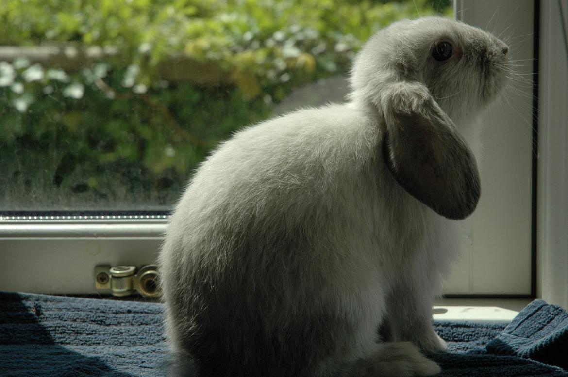 Kanin Fiona's Amour De La Fleur billede 10