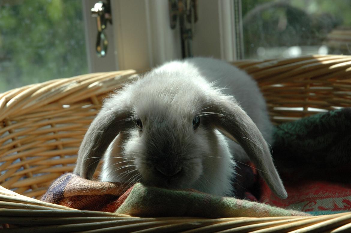 Kanin Fiona's Amour De La Fleur billede 11