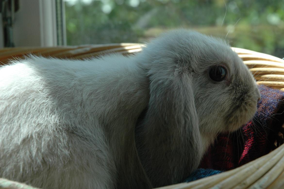 Kanin Fiona's Amour De La Fleur billede 12