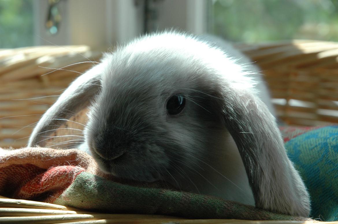 Kanin Fiona's Amour De La Fleur billede 13