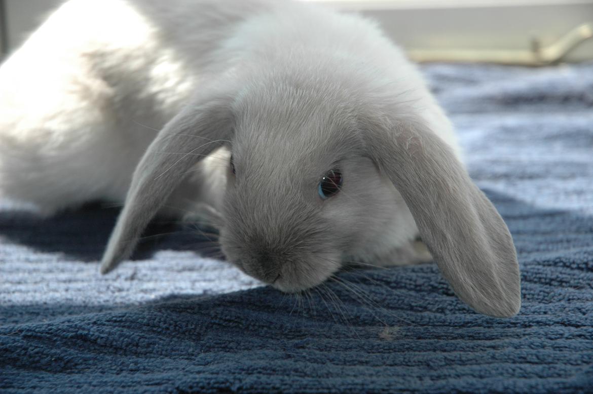 Kanin Fiona's Amour De La Fleur billede 17